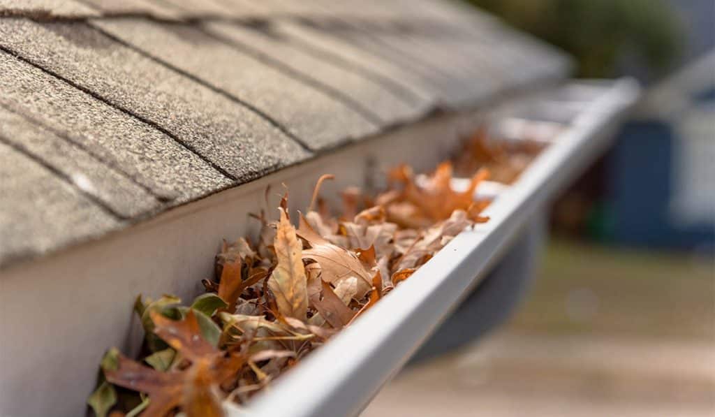 rain gutter full with autumn leaves